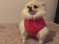 新種の動物...？（以下、画像は＠pome_tarosuさんのツイートより・編集部でトリミング）