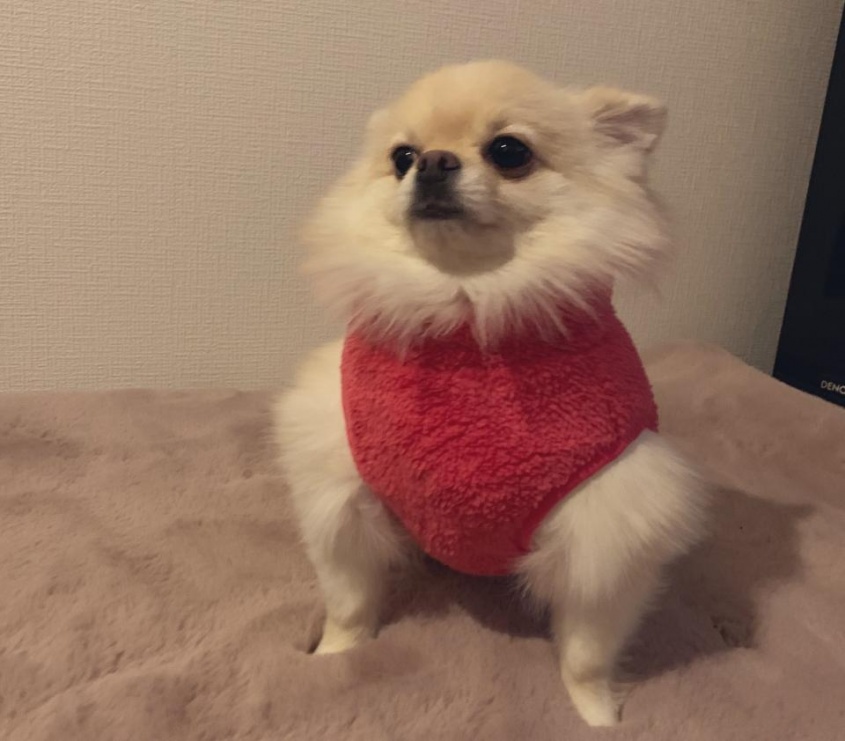 新種の動物...？（以下、画像は＠pome_tarosuさんのツイートより・編集部でトリミング）