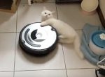 お掃除ロボットにしがみついたまま回転するネコがキュートすぎる！