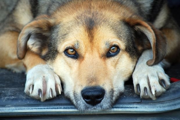 #dogbunって新しいトレンド知ってる？