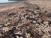 イギリスで海岸を埋め尽くすほどのヒトデの大量死