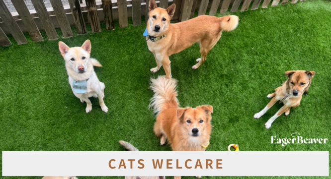 Eager Beaverのプレスリリース画像