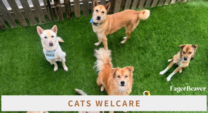 Eager Beaverのプレスリリース画像