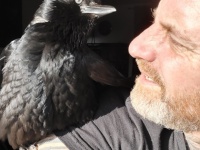 命絶え絶えだったカラスのヒナを保護した男性、元気に成長したカラスのジャイアン化が進む（イギリス）