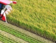 農業生産法人ヤマザキライスの公式ホームページより