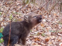 かわゆマキシマム。オオカミの子供、はじめての遠吠え（要音声）
