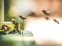 ミツバチには高度な知性があり感性があることが30年間の研究で明らかに