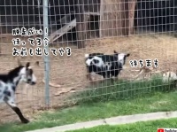 ヤギの脱走犯の大胆な手口が明らかに！出た後は仲間を開放することに奔走