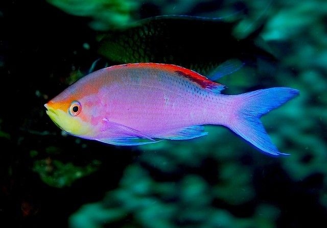 Pseudanthias-Taeniatus_e