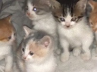山の中にいた子猫ズの様子を見に行ってみた。みんな揃ってニャアニャア鳴いていたよ。