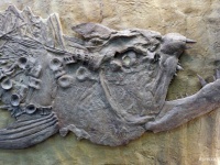 私たちの指は古代魚からの贈り物だった！？指が生えた先史時代の水中生物が発見される