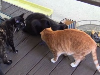 お外の風って気持ちいいね！コール＆マーマレード＆大きくなった子猫ズ、初めてのお外を満喫する