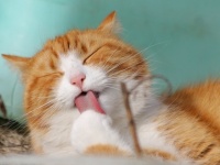 猫のせいで電気代が支払えないと訴えていた飼い主だが動かぬ証拠を突きつけられ猫は無罪を勝ち取る(ロシア)