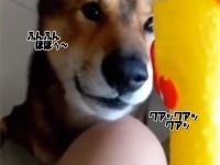 びっくりチキンとの直接対話を試みる犬。その結末は！？