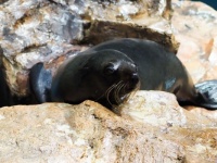 オットセイが私の推しになった。すみだ水族館がニッチすぎるイベント「いいえそれはオットセイ展」開催中