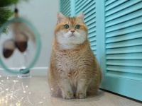 もういくつ寝るとクリスマス？ロシアのホシコ猫、クリスマスの準備中に自分も飾りつけられる