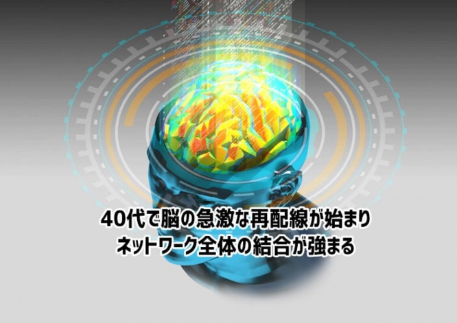 40代で急激な脳の再配線が始まり、ネットワーク全体の結合が強まる