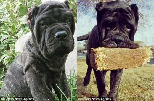 巨大犬　ユーフラテス