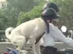 インドの犬は交通ルールを守ってバイクに乗ることが判明！