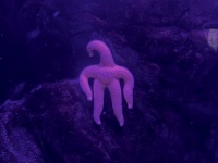 「だいぶ怖い」「これ何？？」　新潟の水族館にいる〝謎の生命体〟に3.9万人戦慄