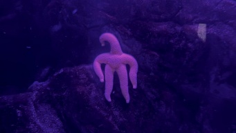 「だいぶ怖い」「これ何？？」　新潟の水族館にいる〝謎の生命体〟に3.9万人戦慄