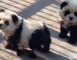 チャウチャウ犬を白黒に塗って「パンダ犬」として展示した中国の動物園に怒りの声