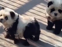 チャウチャウ犬を白黒に塗って「パンダ犬」として展示した中国の動物園に怒りの声