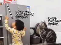 「ぼうや、あれが欲しいんだな」冷蔵庫の上の袋をとってあげた猫
