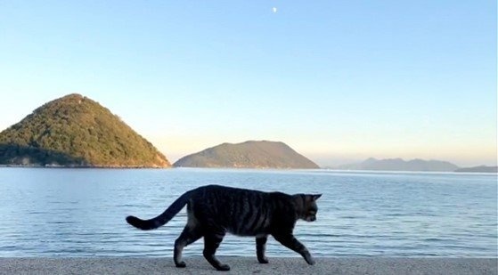 トコトコ歩く3匹目