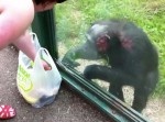 チンパンジーが飲み物をねだる仕草が完全に“アレ”だった…