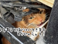 猫がリサイクルショップに寄付される！？椅子の隙間に潜り込み息をひそめていたので飼い主気が付かず