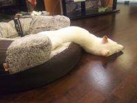 ハク...！（写真は豆柴白華さんのツイートより）