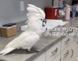 動物病院でひとりリサイタルを開催中のオウム、待合室の台の上で歌って踊る