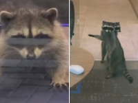 アライグマの銀行強盗あらわる？早朝に銀行に押し入り店内をうろつく（アメリカ）