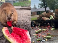 トラック事故で大量のスイカが台無しに。野生動物センターへ届けられ、おいしいおやつに