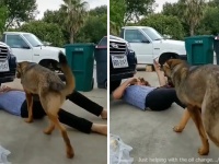 車の修理をしていた飼い主に犬が近づいてきた。犬としてできる最大のお手伝いを行ったようだ。