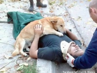 木から落ちて意識を失った飼い主を抱きしめ続け、離れようとしなかった犬