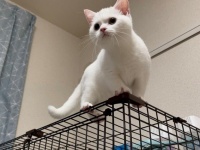 ガンを飛ばしてるようにしか見えない...！　険しい顔で助けを求める「ヤンキーにゃんこ」が愛おしすぎる