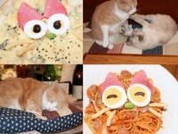 猫好きなら一度は行きたい！　猫がいる居酒屋「赤茄子」
