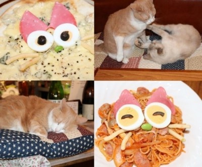 猫好きなら一度は行きたい！　猫がいる居酒屋「赤茄子」