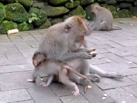 「こらこら、そっちに行かないの！」お猿のお母さん、じっとしていない子猿のしっぽを握りしめて安全確保