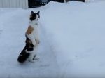 真っ白ニャ！！　雪景色に驚いた猫さん、二本足で直立不動になってしまう。