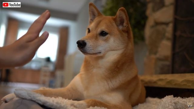 haruhighfive2_batch