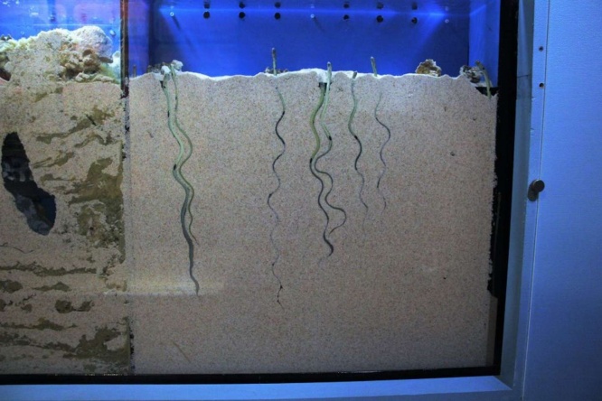 ガラスとパネルの間に、チンアナゴたちがいる（画像は沼津港深海水族館提供）