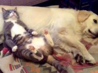 猫をダメにするソファ。それは犬だった。