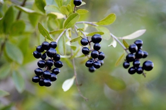 berries-3716277_640_e