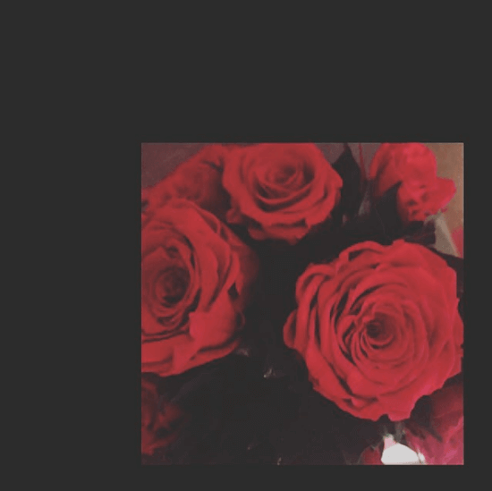 広瀬すず 米津玄師からプレゼントされた薔薇の写真投稿が物議に 1ページ目 デイリーニュースオンライン