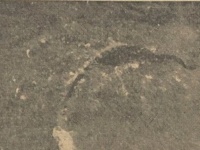 巨大生物なのか？飛行機から撮影された”海の怪獣"の驚くべき写真（1936年）