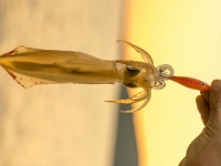 史上初めてイカの遺伝子編集に成功（米研究）