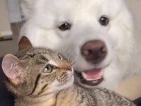 こんなに仲良しになったよ。サモエド犬と子猫の友情が育まれるまでの記録